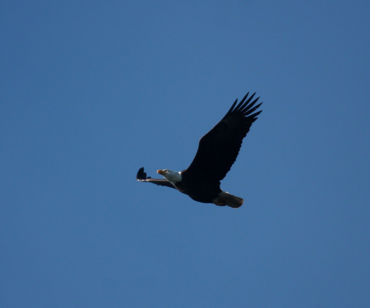 Bald Eagle - ML646727667