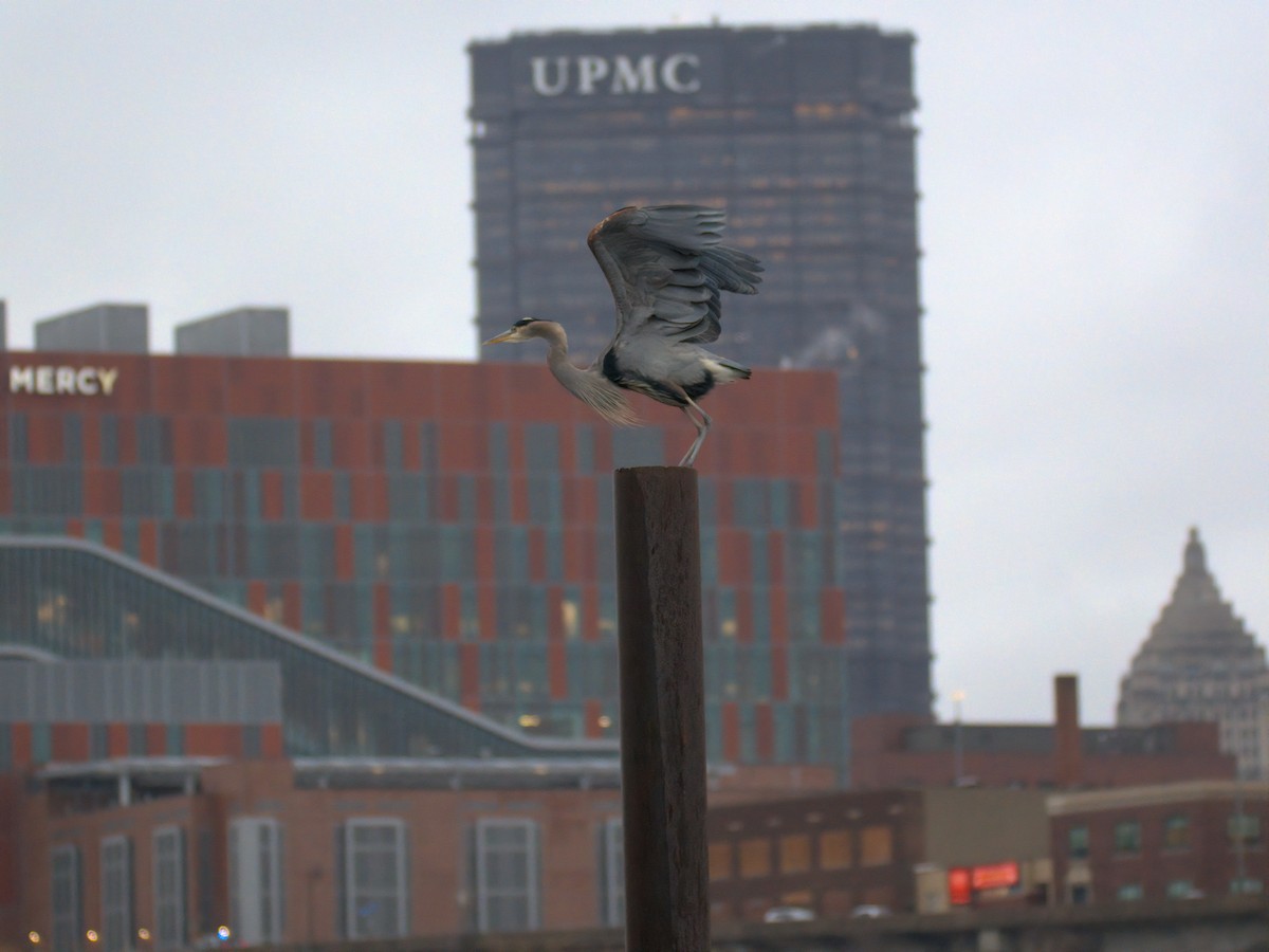Great Blue Heron - ML646727670