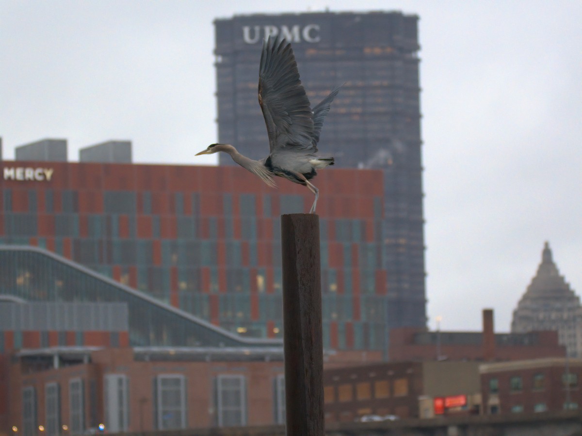 Great Blue Heron - ML646727671