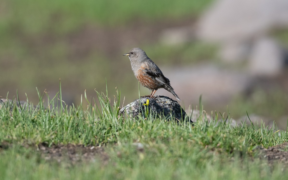 Тагийн хайруулдай - ML646727672