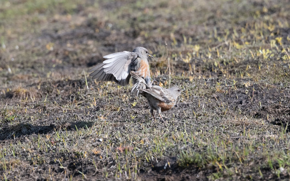 Тагийн хайруулдай - ML646727673