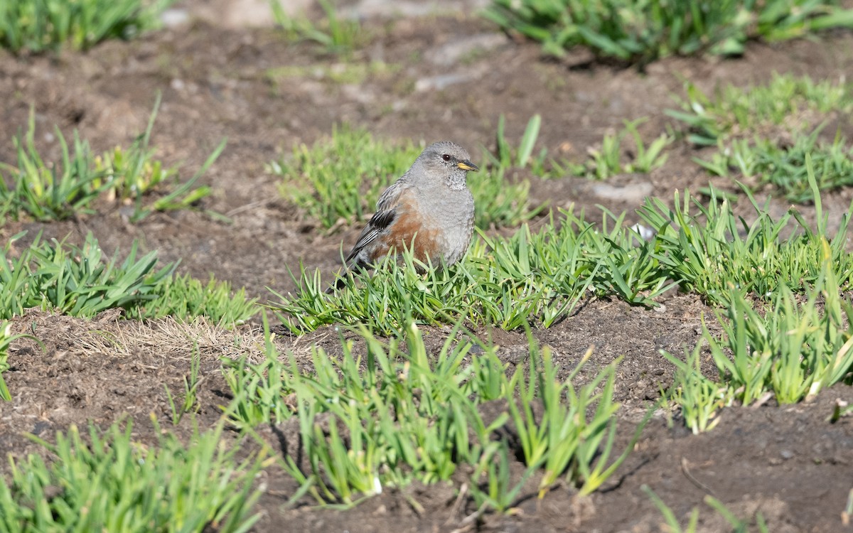 Тагийн хайруулдай - ML646727674