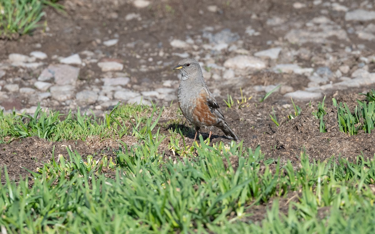 Тагийн хайруулдай - ML646727675