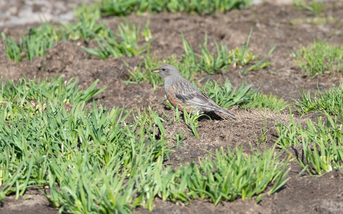 Тагийн хайруулдай - ML646727676