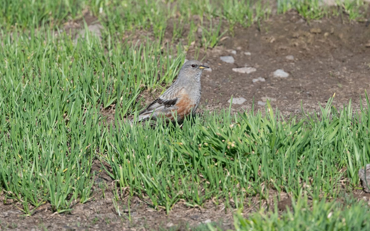 Тагийн хайруулдай - ML646727677