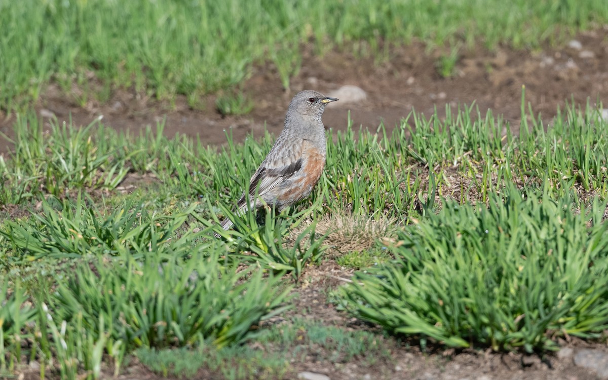 Тагийн хайруулдай - ML646727678