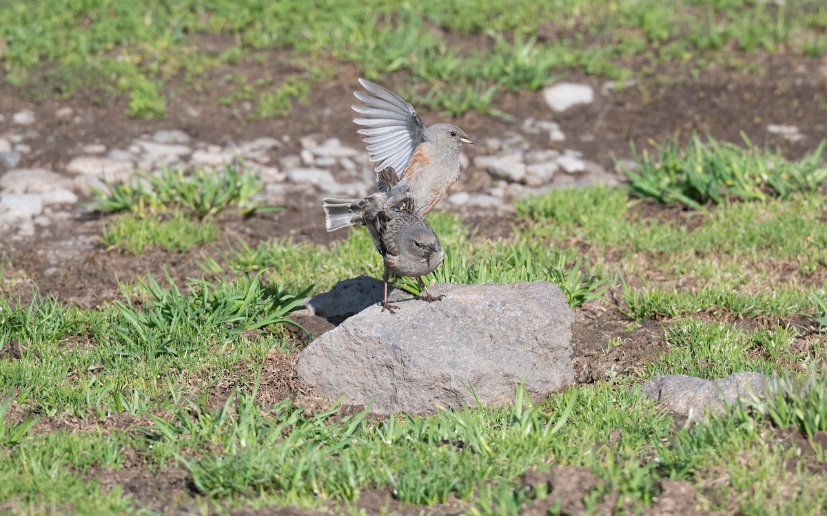 Тагийн хайруулдай - ML646727679