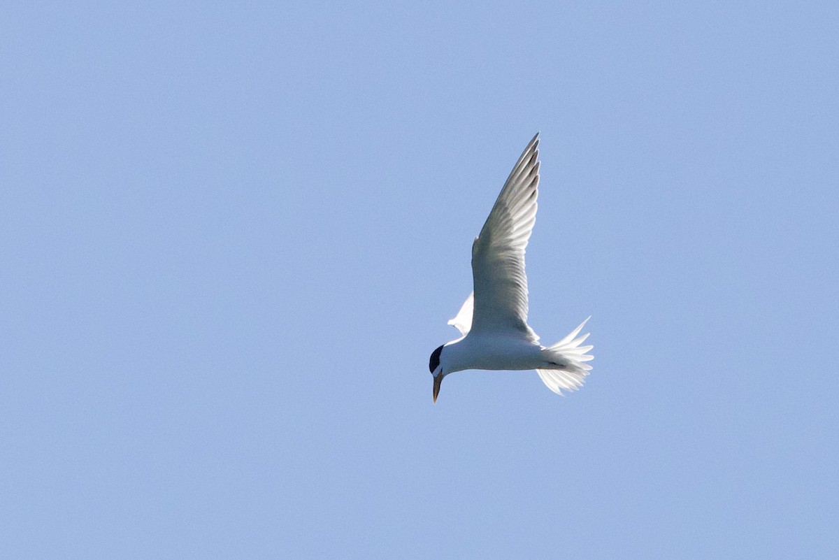 Australian Fairy Tern - ML646727681
