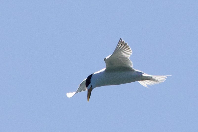 Australian Fairy Tern - ML646727682