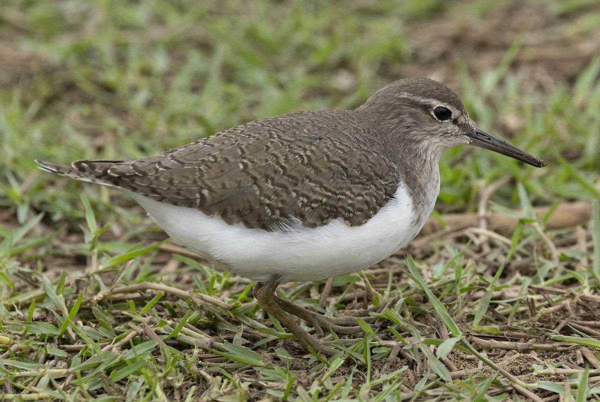 Common Sandpiper - ML646727683