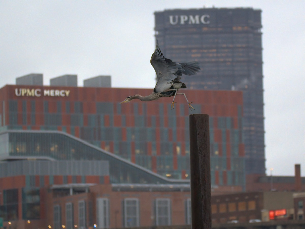 Great Blue Heron - ML646727690