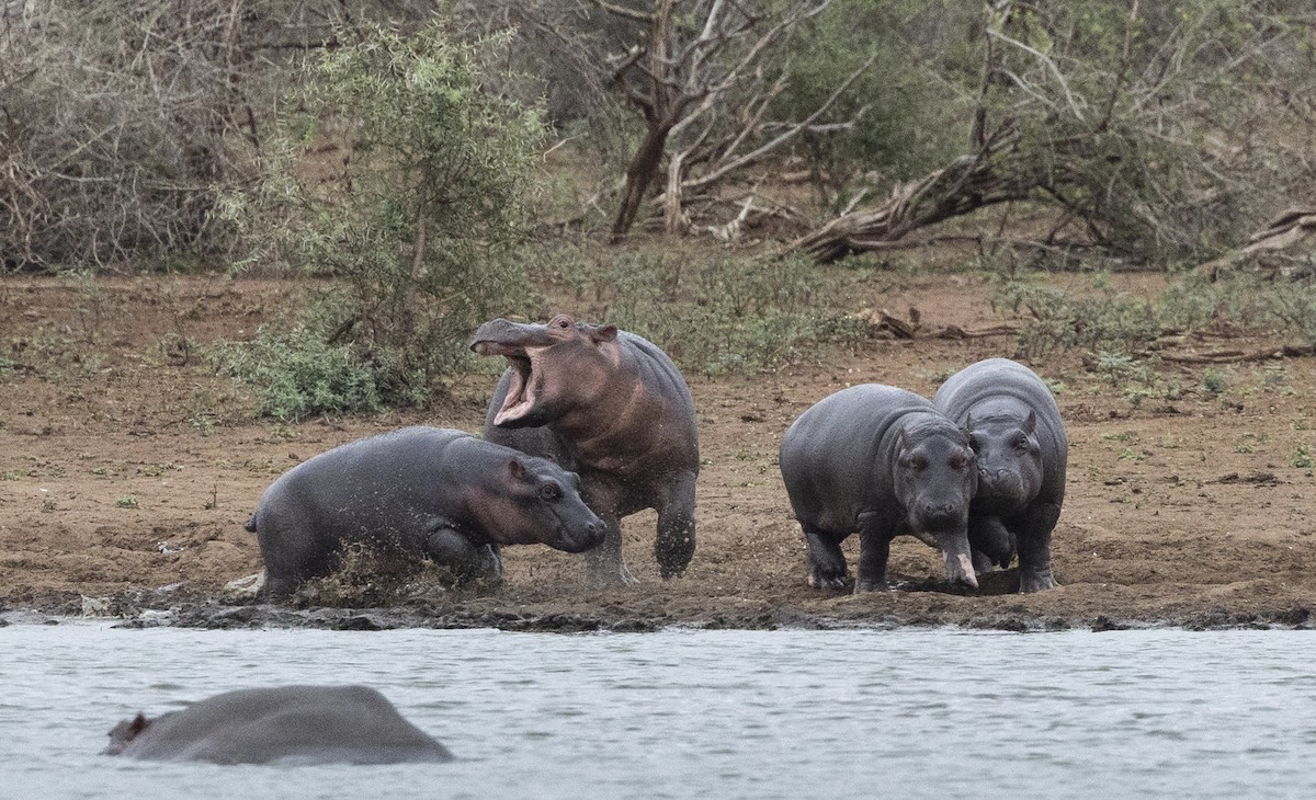 Hippopotamuses - ML646727697
