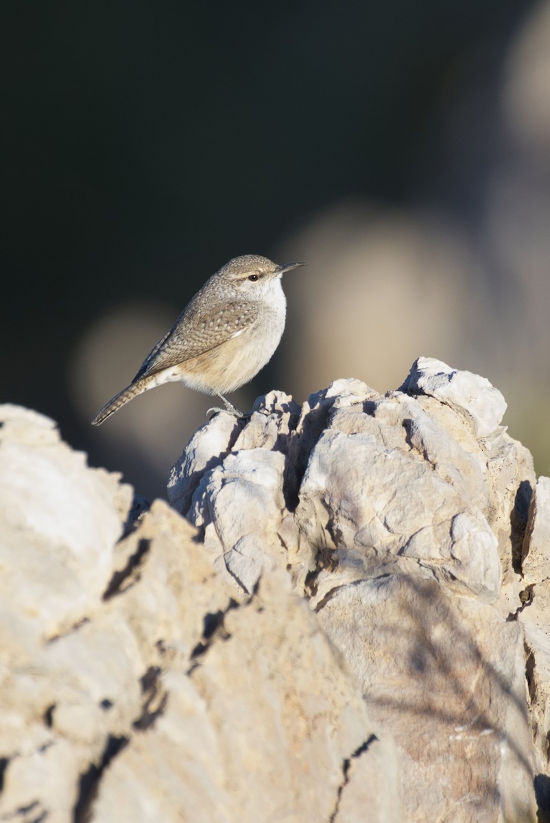 Rock Wren - ML646727699