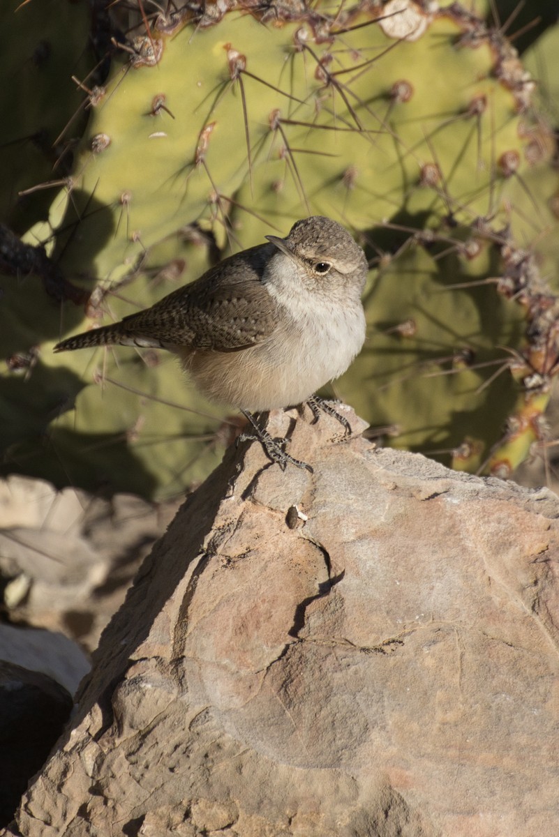 Rock Wren - ML646727700