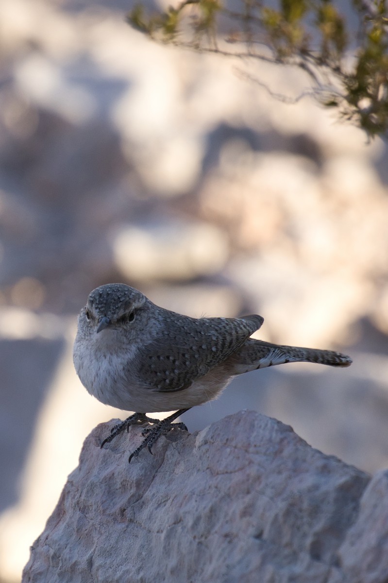 Rock Wren - ML646727701