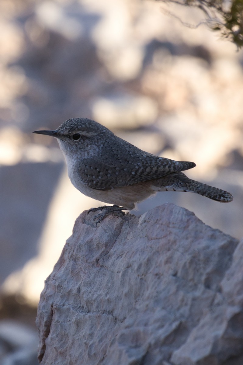 Rock Wren - ML646727702