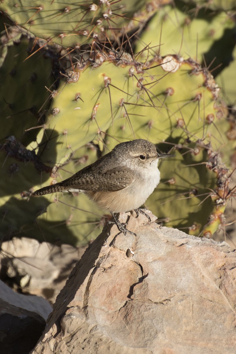 Rock Wren - ML646727703