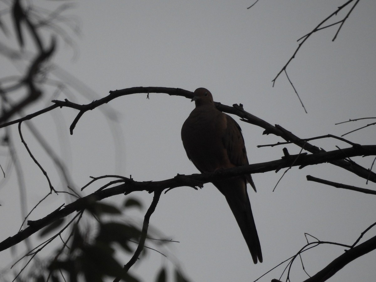 Mourning Dove - ML646727705