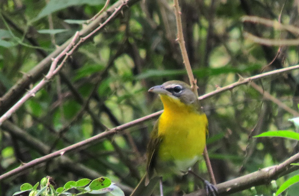 Yellow-breasted Chat - ML646727706