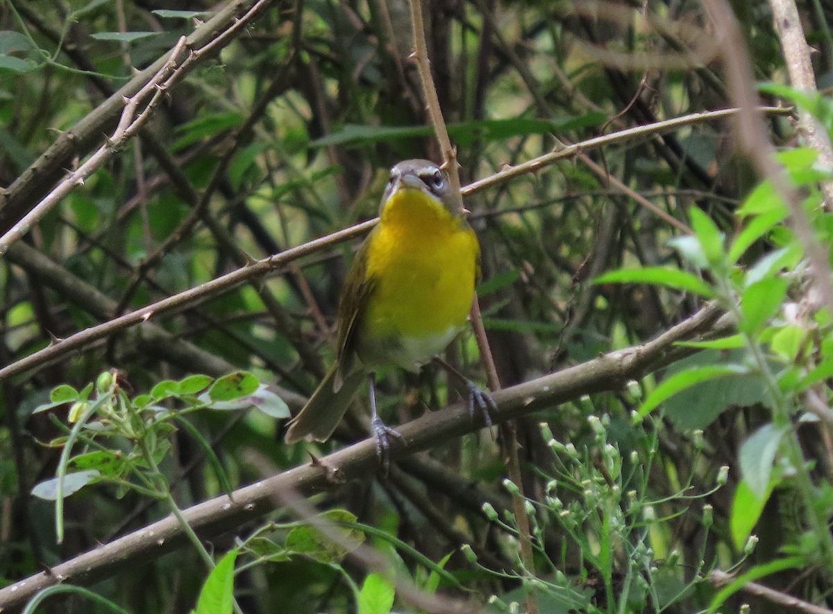 Yellow-breasted Chat - ML646727707