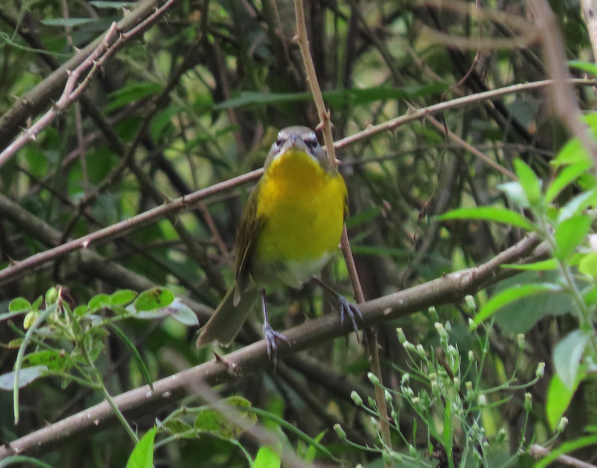 Yellow-breasted Chat - ML646727708