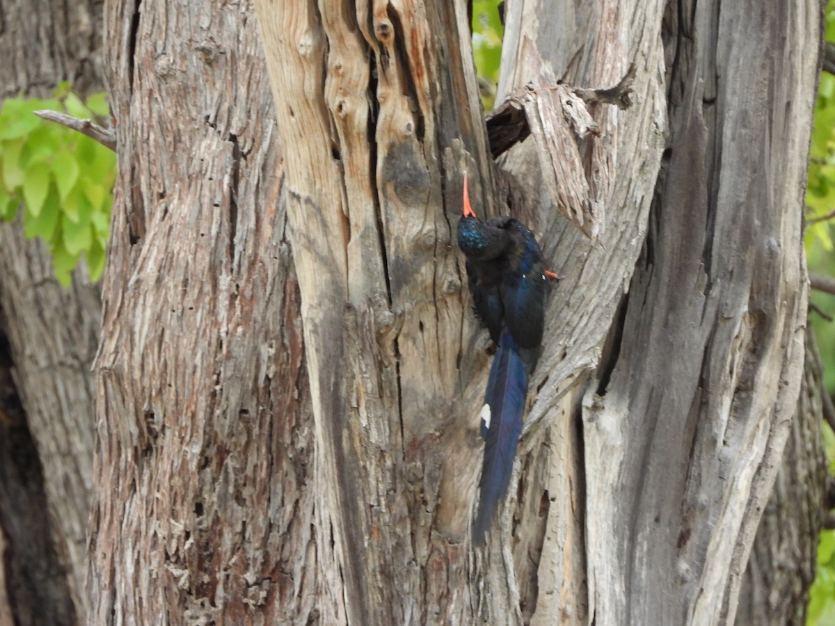 Green Woodhoopoe - ML646727709