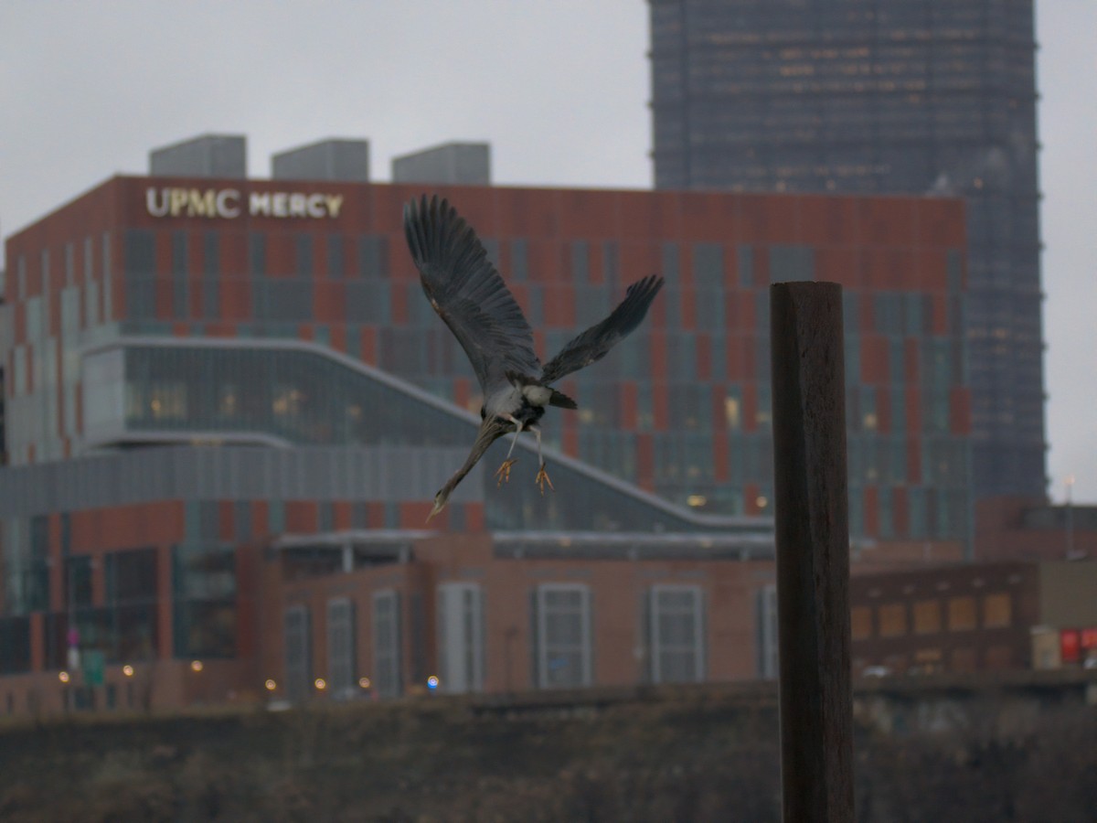 Great Blue Heron - ML646727710