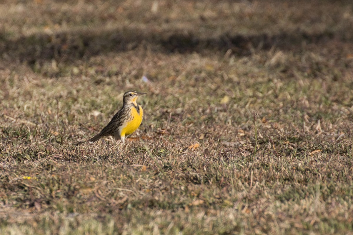 Western Meadowlark - ML646727711