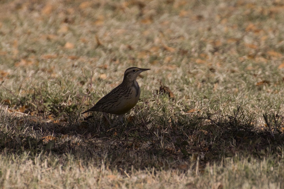 Western Meadowlark - ML646727712
