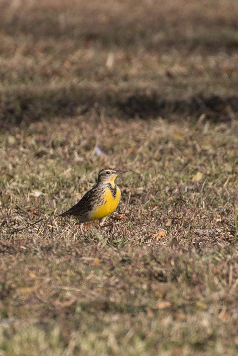 Western Meadowlark - ML646727713
