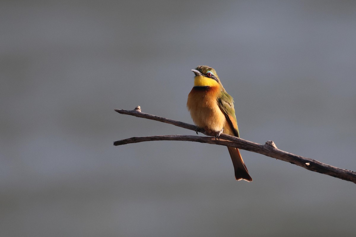 Little Bee-eater - ML646727714
