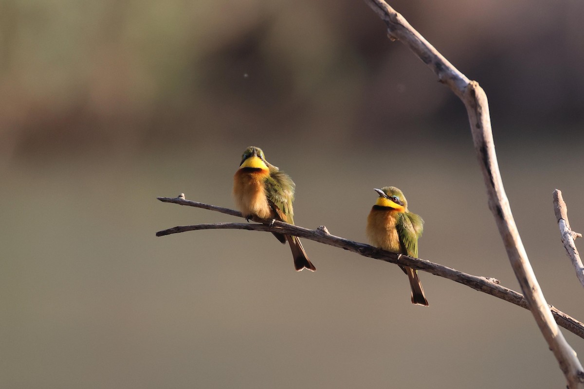 Little Bee-eater - ML646727715