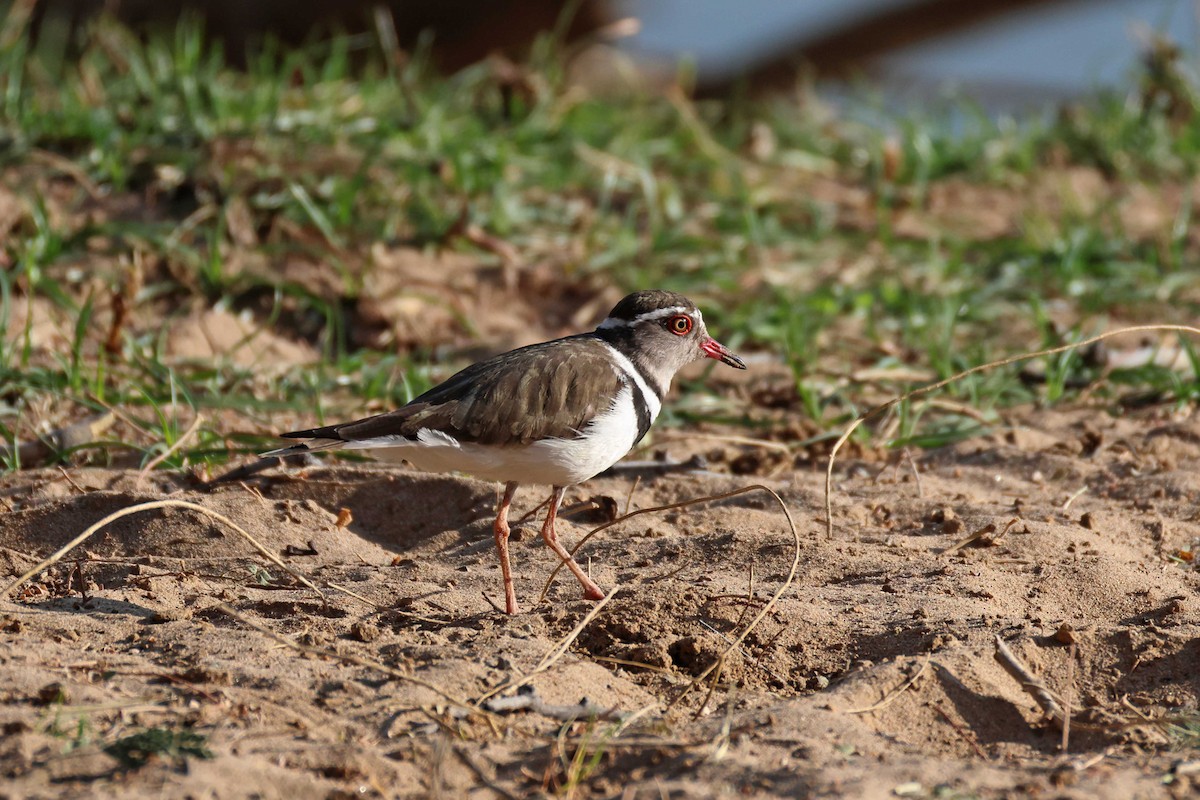 Chorlitejo Tricollar - ML646727716