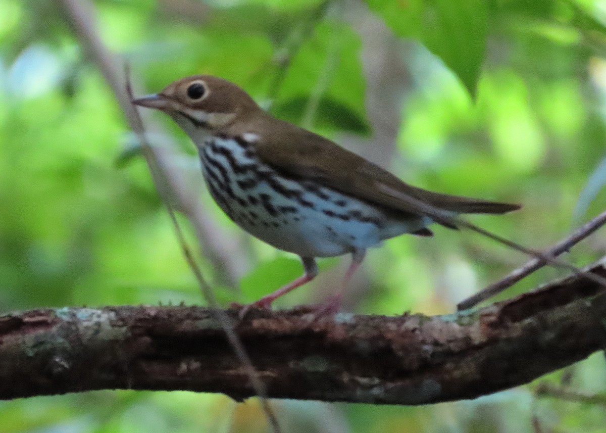 Ovenbird - ML646727717