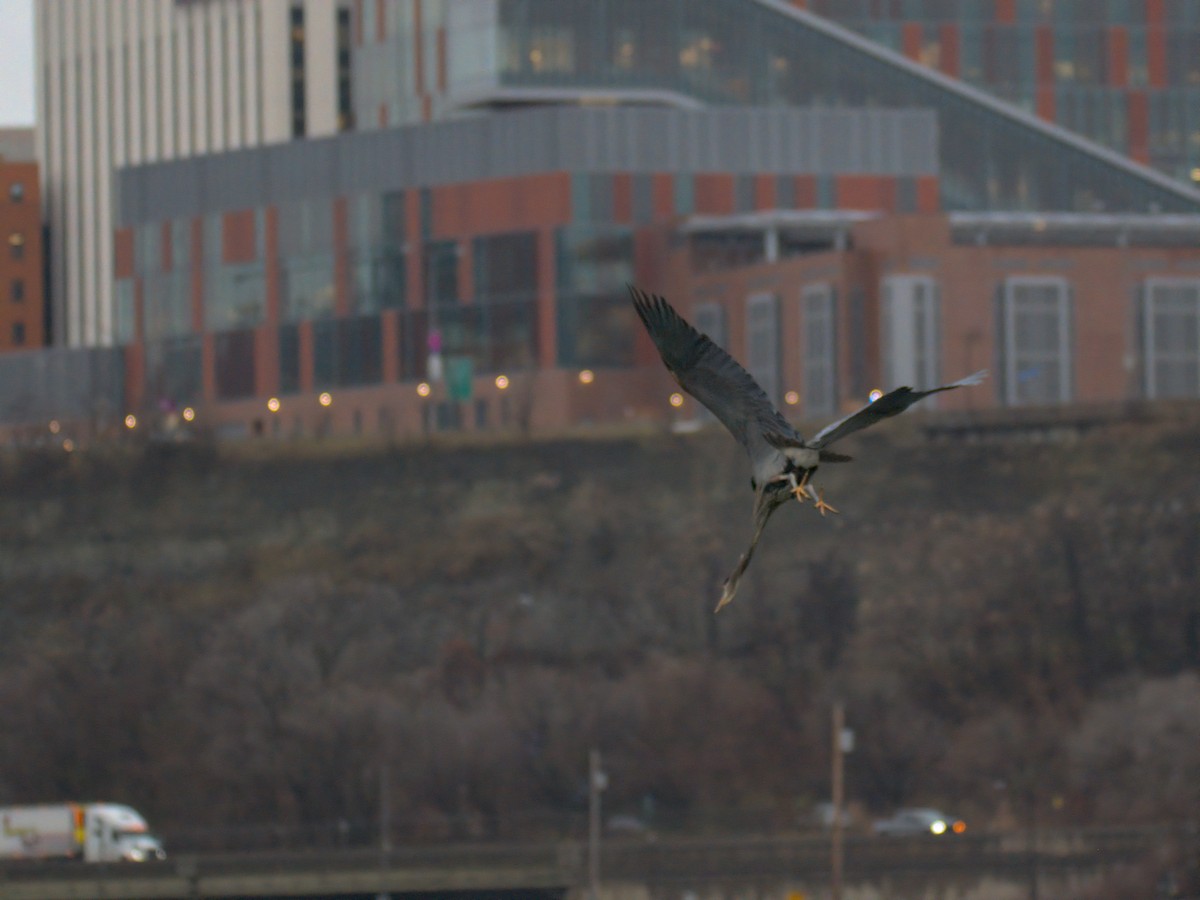 Great Blue Heron - ML646727719