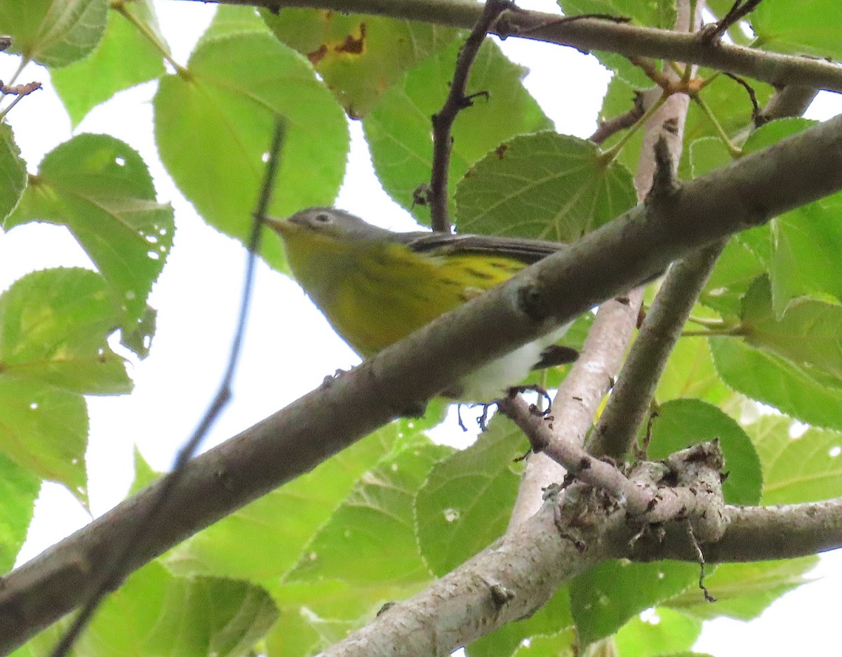 Magnolia Warbler - ML646727720