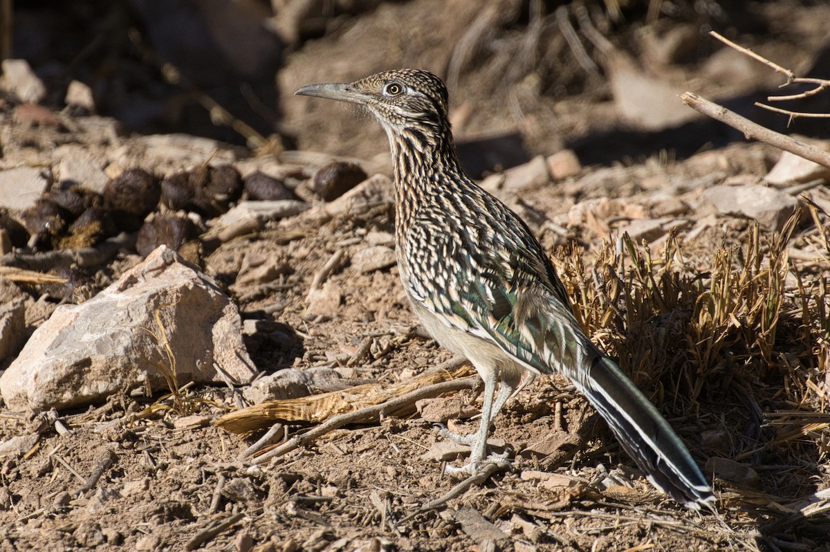 Greater Roadrunner - ML646727721