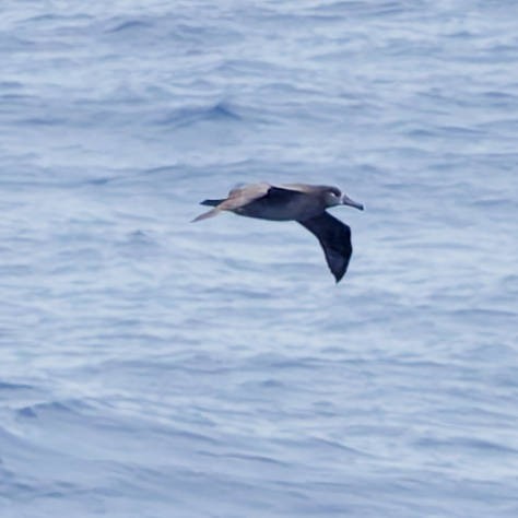 Black-footed Albatross - ML646727722