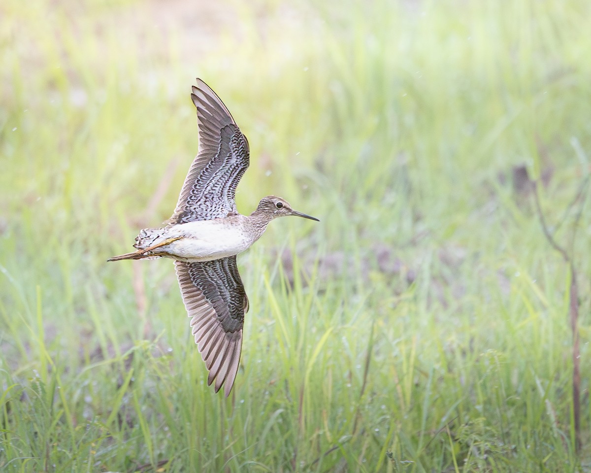 Wood Sandpiper - ML646727723
