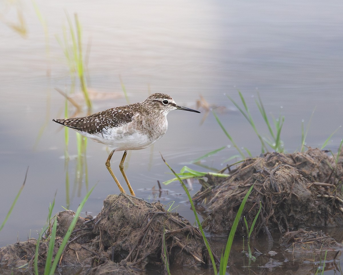 Wood Sandpiper - ML646727724