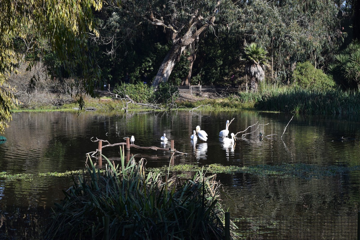 Great Egret - ML646727726