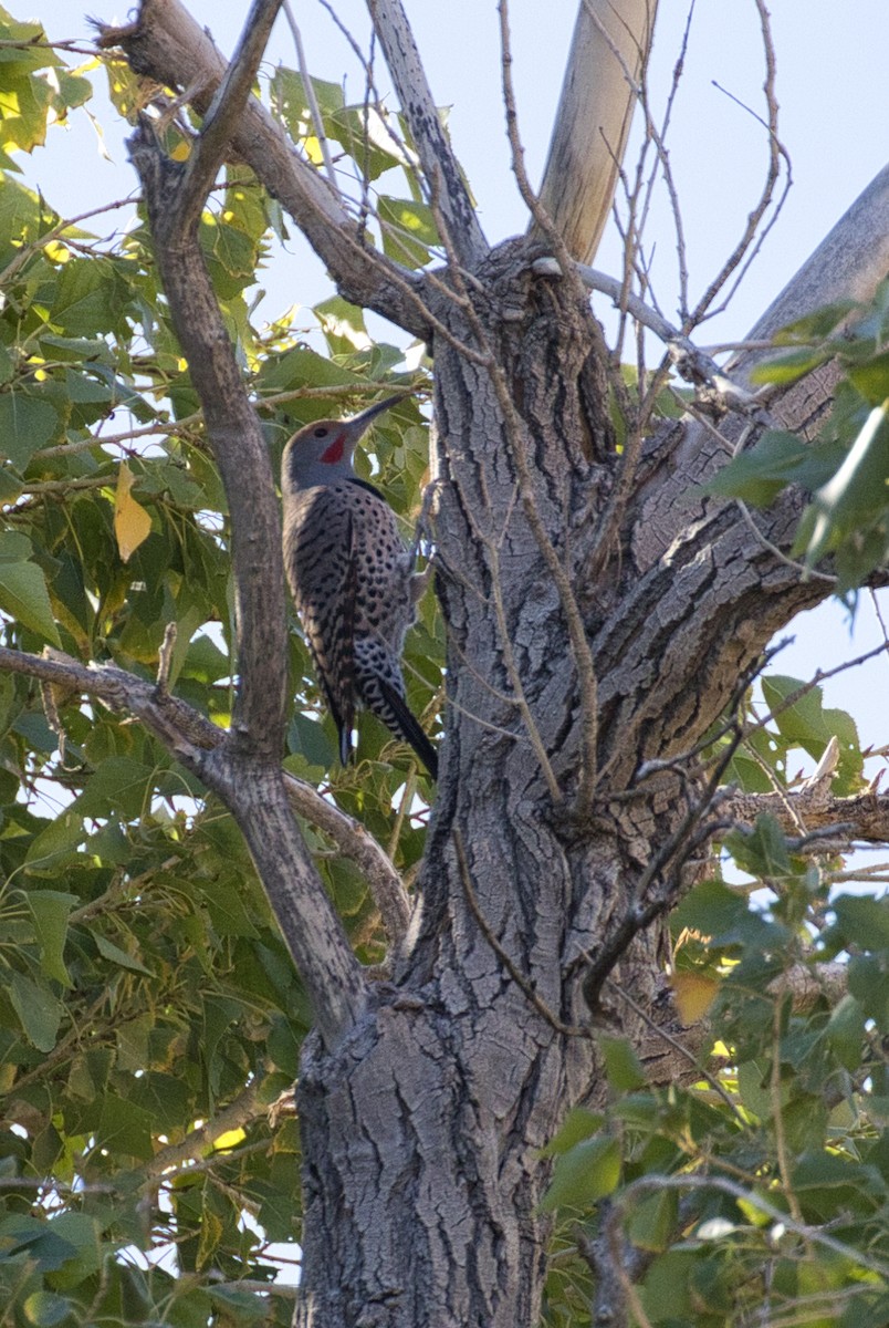 Northern Flicker (Red-shafted) - ML646727727
