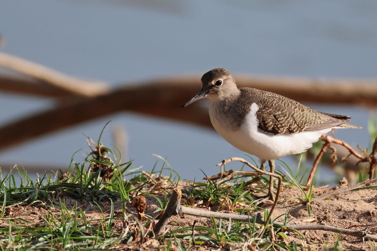 Common Sandpiper - ML646727729