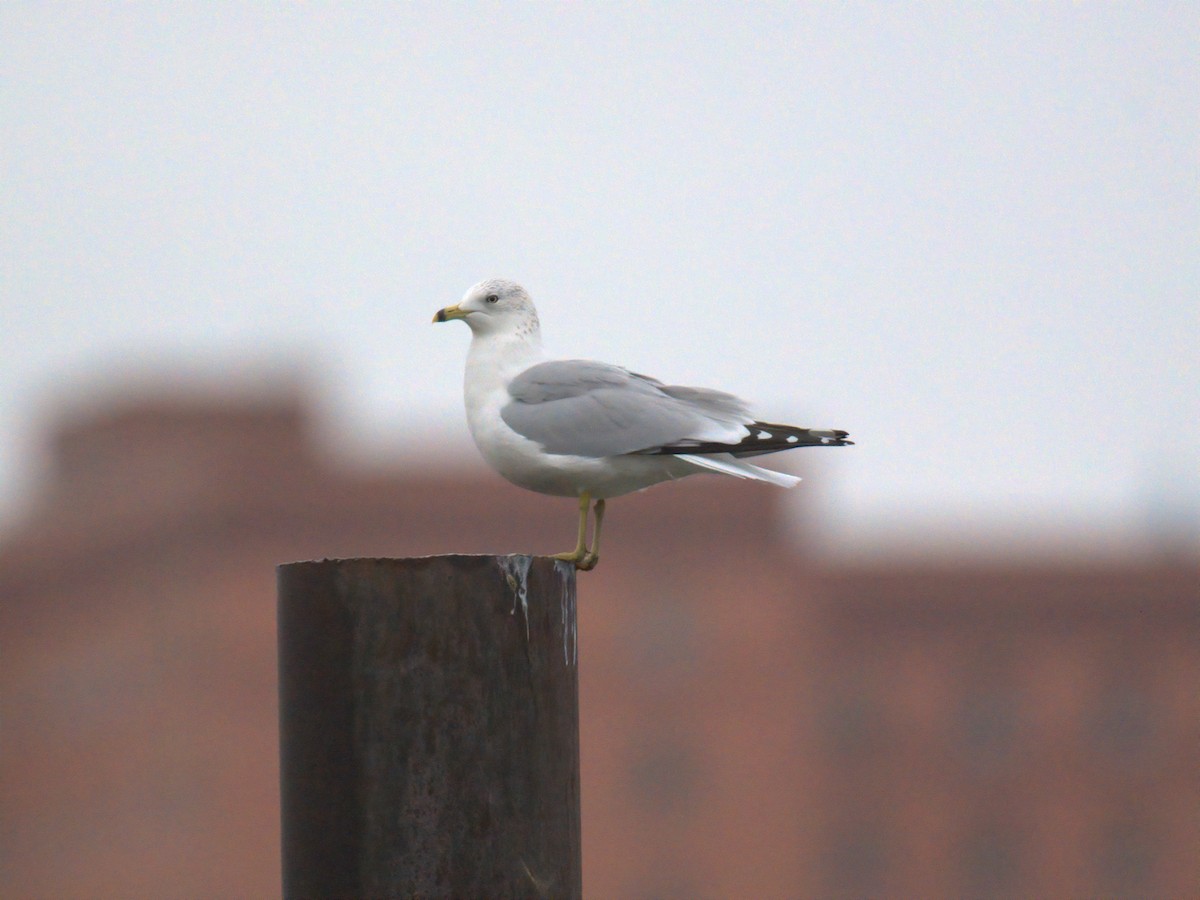Ring-billed Gull - ML646727730
