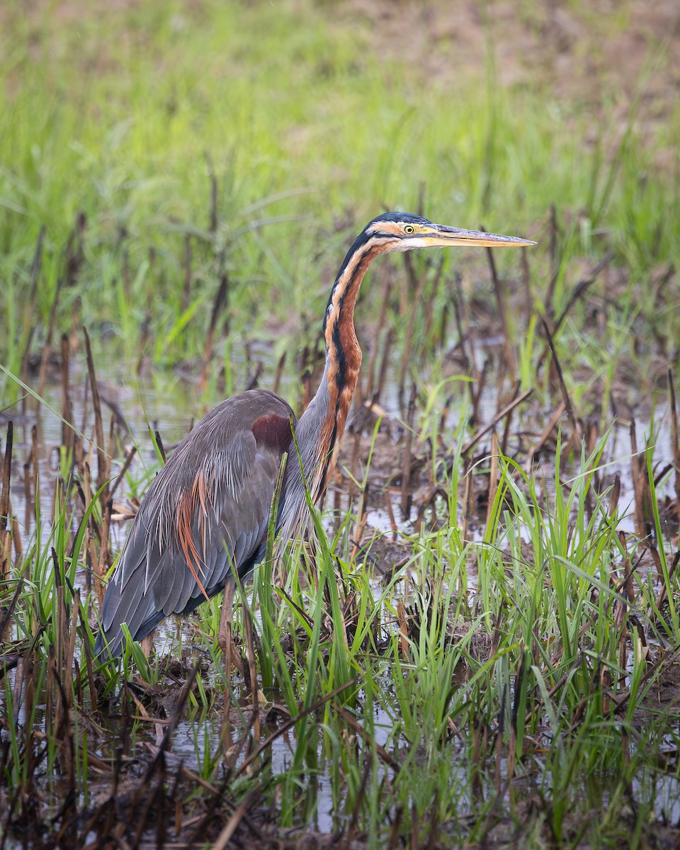 Purple Heron - ML646727731
