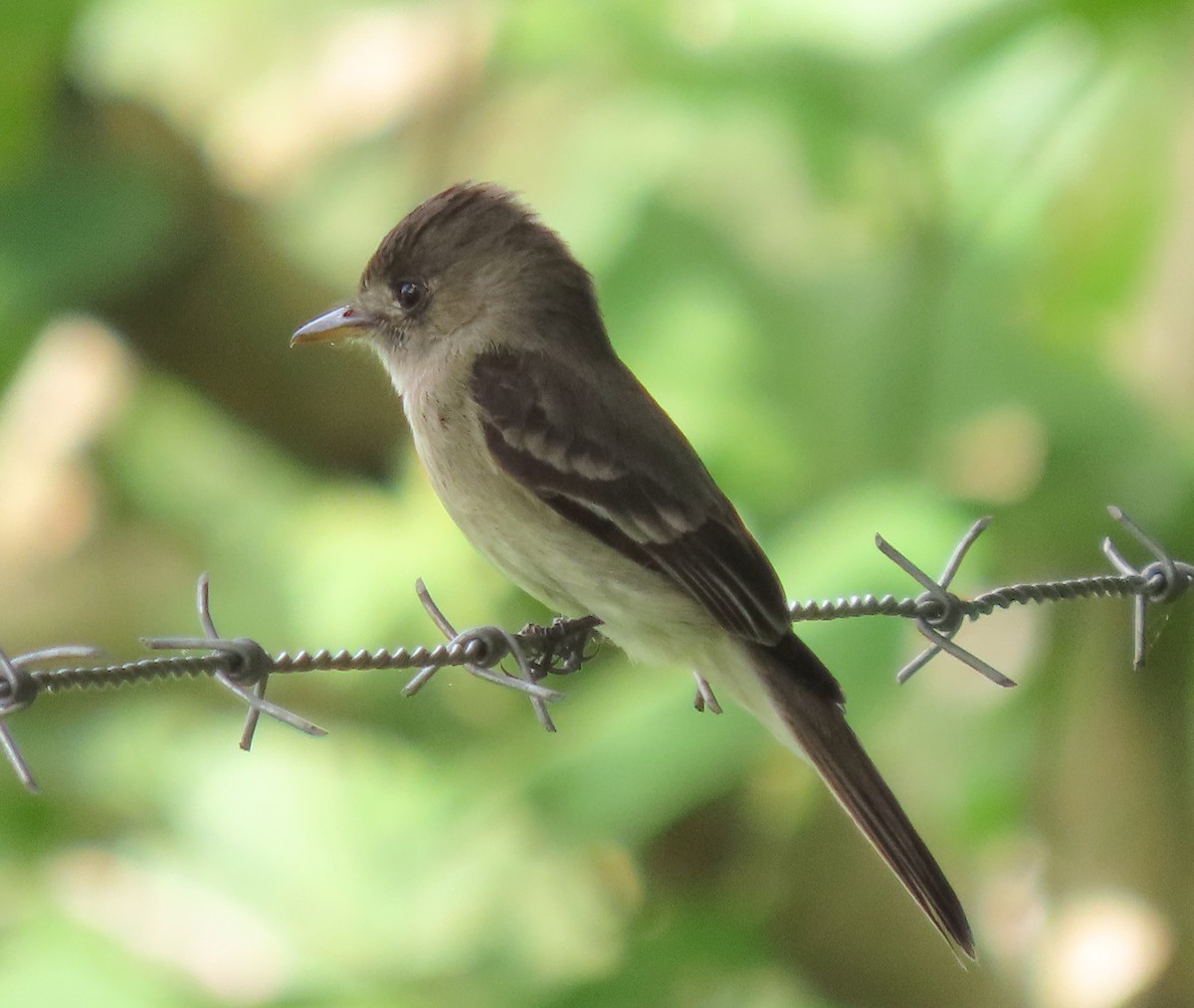 Northern Tropical Pewee - ML646727732