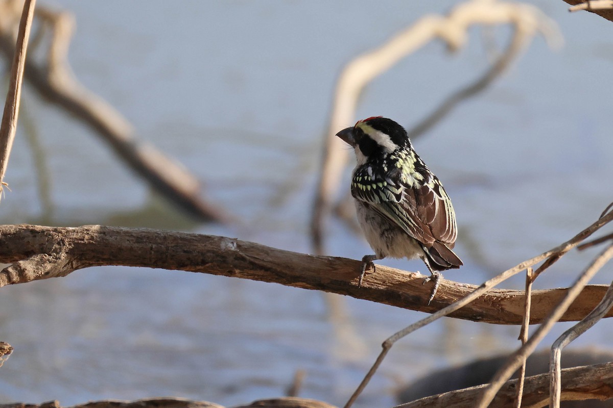 Pied Barbet - ML646727733