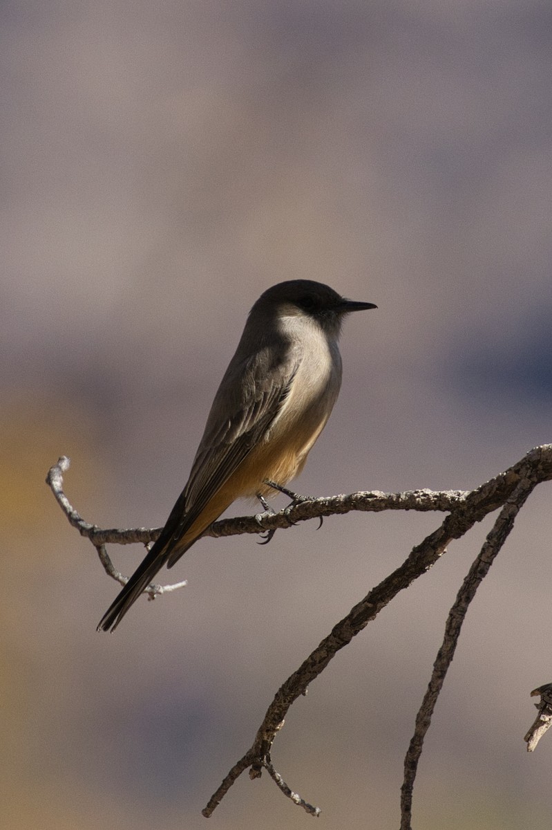 Say's Phoebe - ML646727734