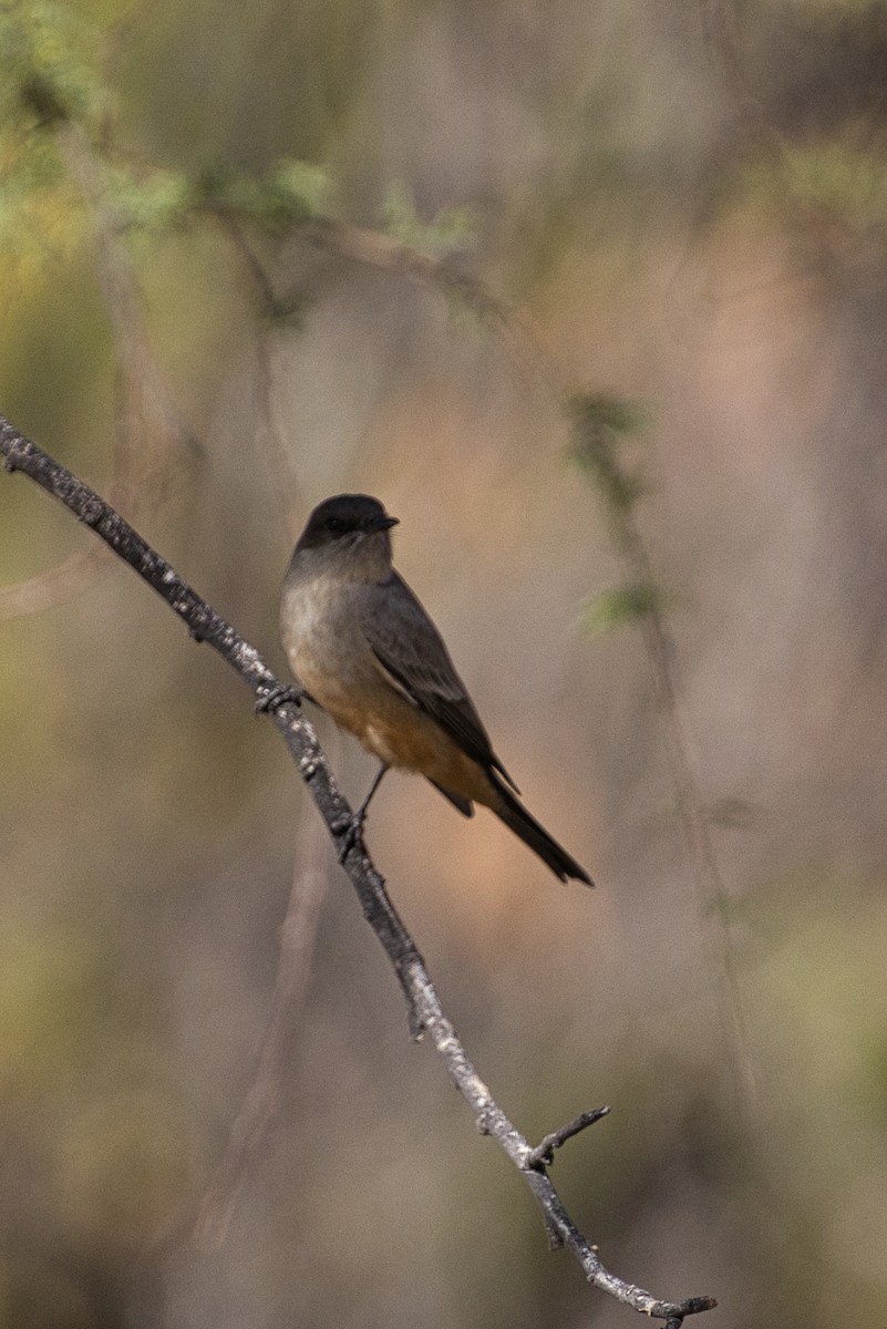 Say's Phoebe - ML646727735