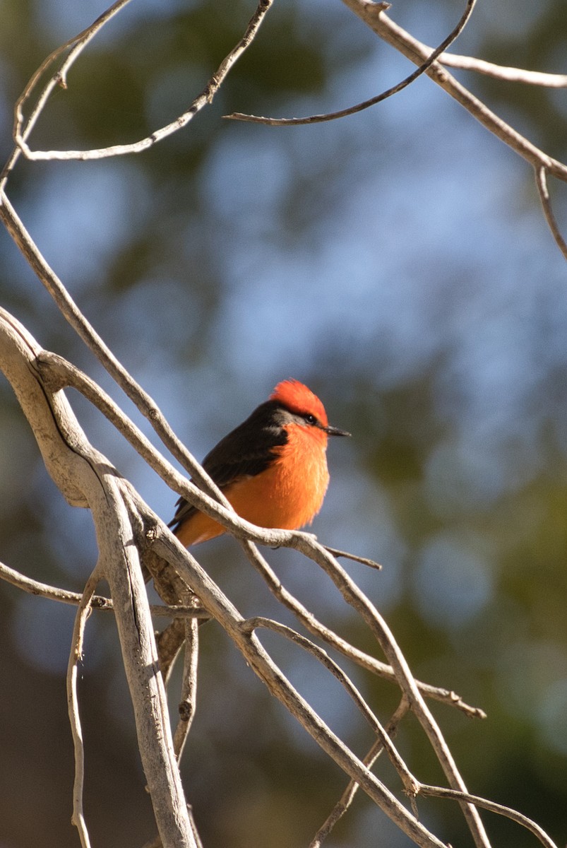 Vermilion Flycatcher - ML646727737